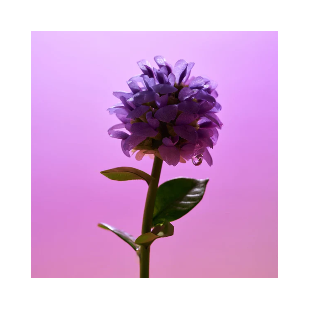 Eqqualberry Bakuchiol Plumping Serum ,30 ml